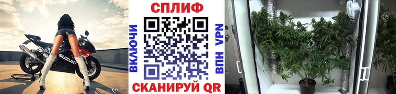 Купить закладки  Спасск  Каннабис сатива 